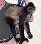monkey-04