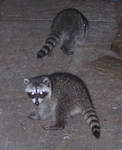 Highlight for Album: Raccoons