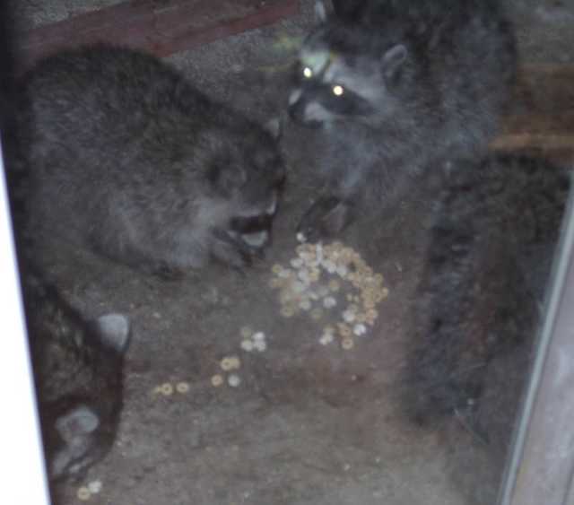 Babies_thru_glass-1