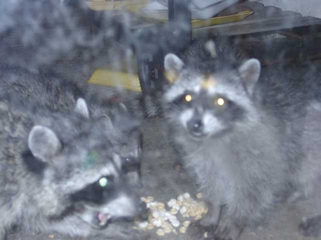 Babies_thru_glass-2