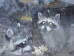 Babies_thru_glass-2