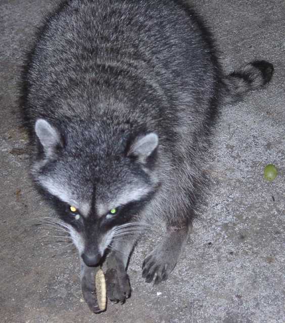 Cookie-Coon-1