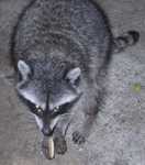 Cookie-Coon-1