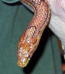 Snake... I forgot the breed!