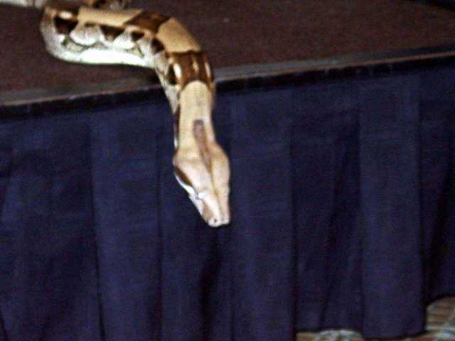 Boa_Constrictor_01