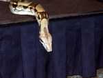 Boa_Constrictor_01