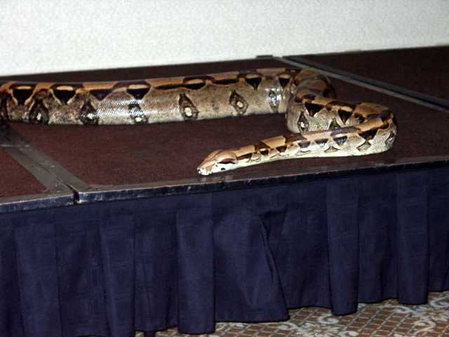 Boa_Constrictor_02