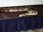 Boa_Constrictor_02