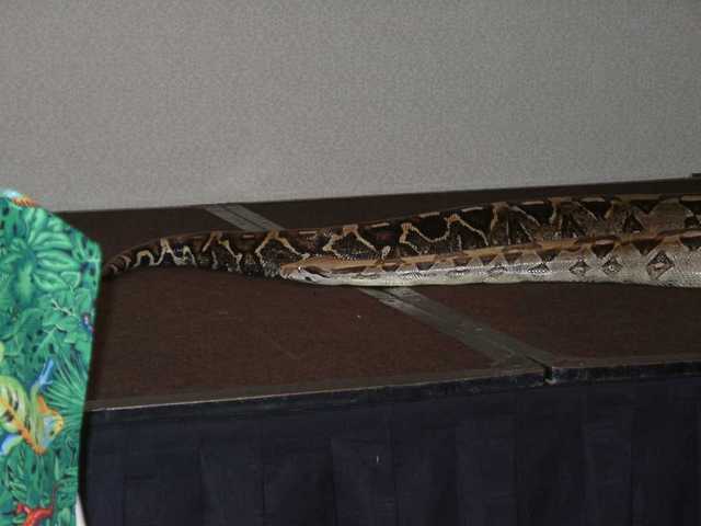 Boa_Constrictor_03