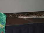 Boa_Constrictor_03