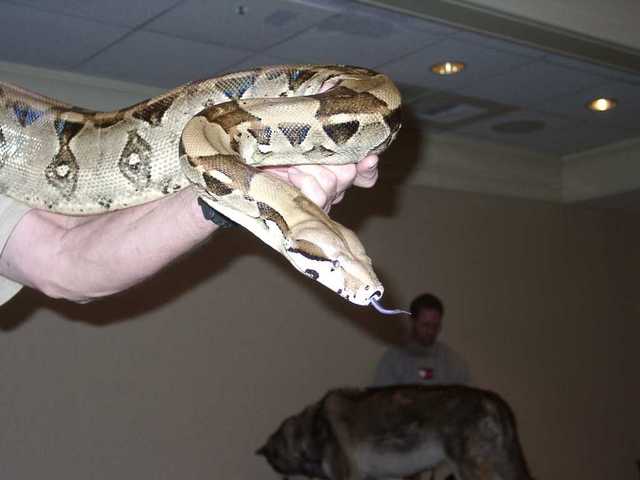 Boa_Constrictor_04