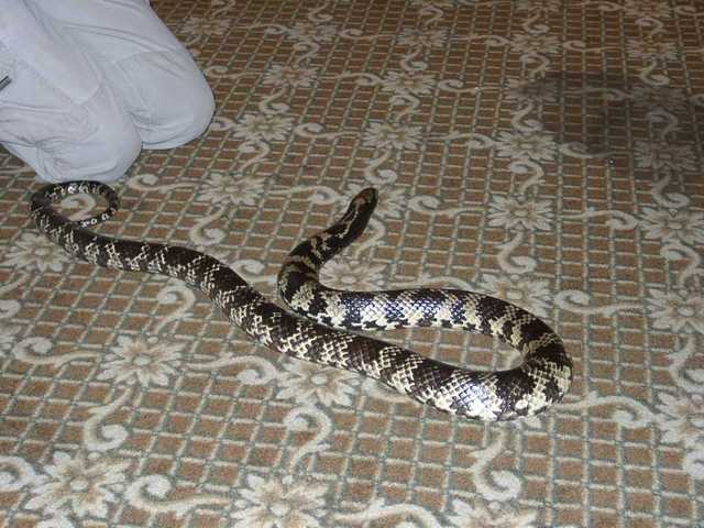 False_Water_Cobra_03