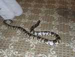 False_Water_Cobra_03