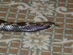 False_Water_Cobra_04