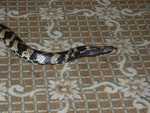 False_Water_Cobra_05