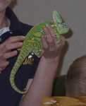 chameleon01