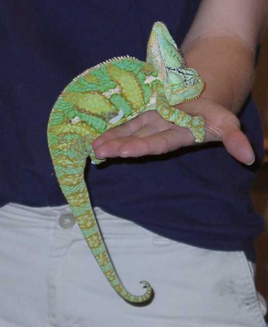 chameleon02