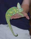 chameleon02