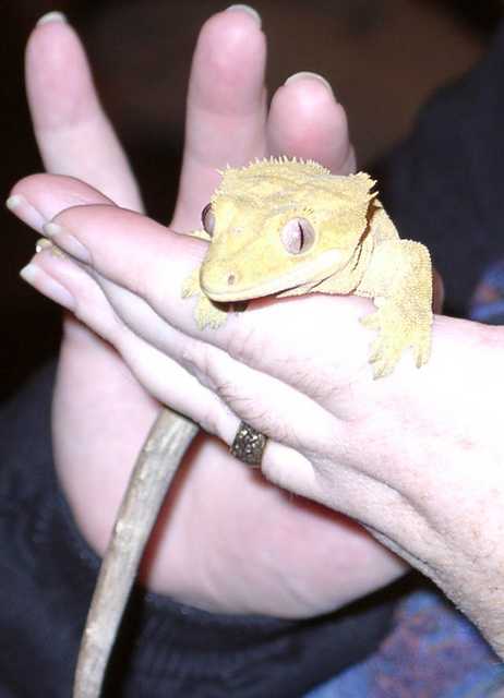 gecko01