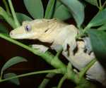 gecko02
