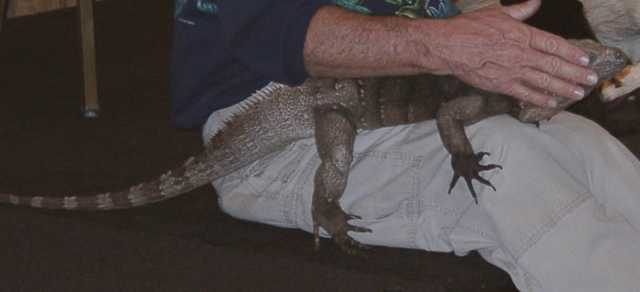 iguana01