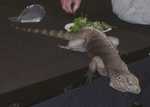iguana03