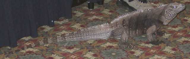 iguana04