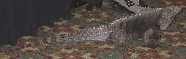 iguana05