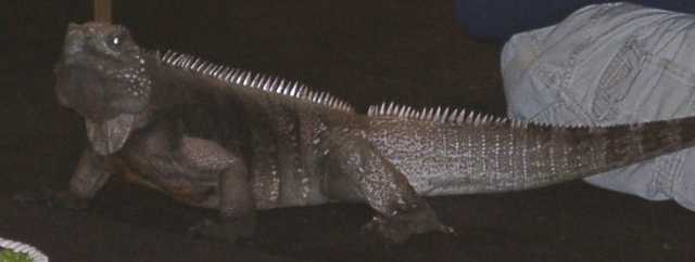 iguana06