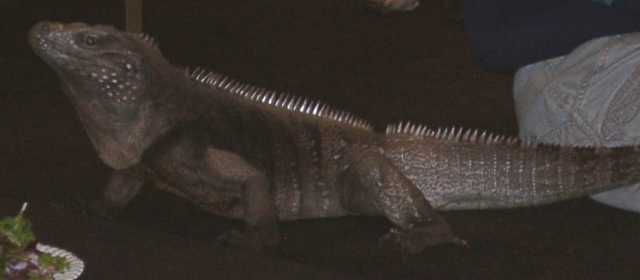 iguana07