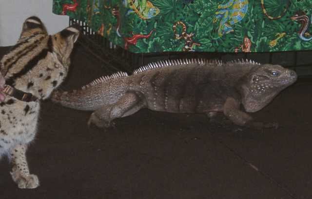 iguana10