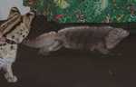 iguana10