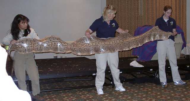 rockpythonskin
