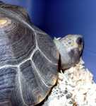 tortoise-10