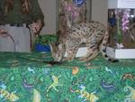 Highlight for Album: Savannah Cat