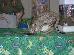 Kilaelae_the_Savanna_Cat_01