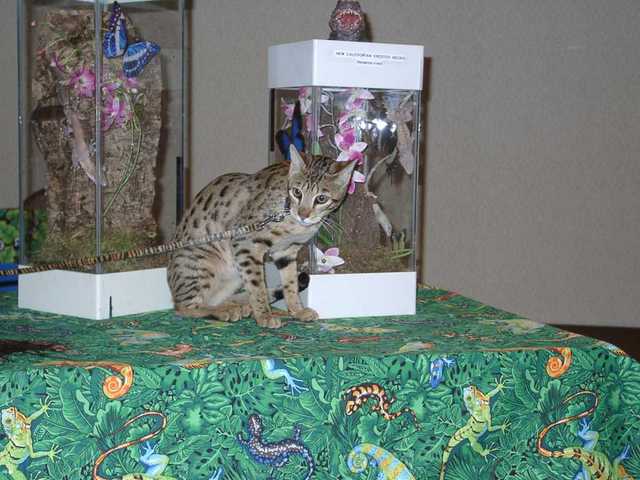 Kilaelae_the_Savanna_Cat_02