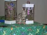 Kilaelae_the_Savanna_Cat_03