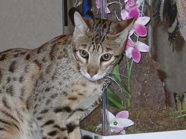Kilaelae_the_Savanna_Cat_04
