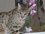 Kilaelae_the_Savanna_Cat_04