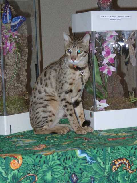 Kilaelae_the_Savanna_Cat_05