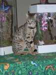 Kilaelae_the_Savanna_Cat_05