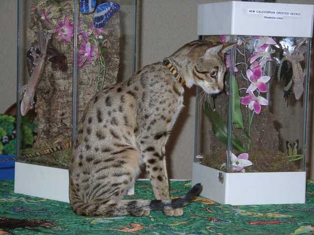 Kilaelae_the_Savanna_Cat_06