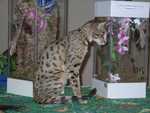 Kilaelae_the_Savanna_Cat_06