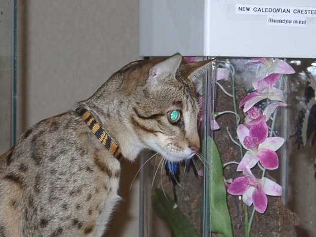Kilaelae_the_Savanna_Cat_07