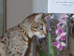 Kilaelae_the_Savanna_Cat_07