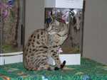 Kilaelae_the_Savanna_Cat_08
