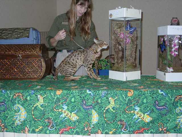 Kilaelae_the_Savanna_Cat_09