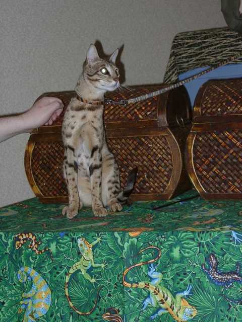 Kilaelae_the_Savanna_Cat_10