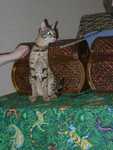 Kilaelae_the_Savanna_Cat_10